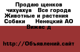 Продаю щенков чихуахуа - Все города Животные и растения » Собаки   . Ненецкий АО,Вижас д.